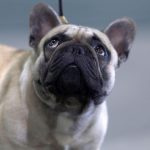 Înțelegerea comportamentului canin: De ce câinii se opresc să miroasă și ce ne spun despre ei
