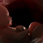 Determinarea duratei maxime de viață: O explorare a conceptului din momentul concepției