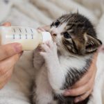 Îngrijirea Puilor de Pisică: Ghid Complet pentru Supraviețuirea Micilor Feline Fără Mamă