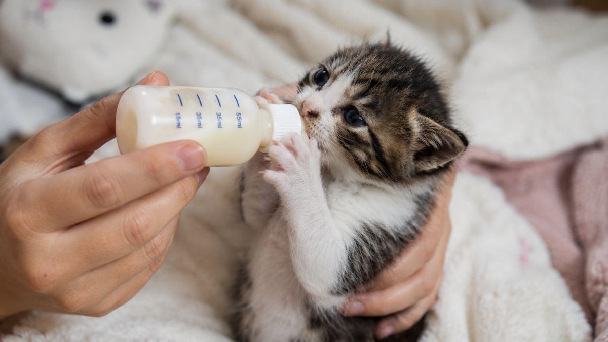 Îngrijirea Puilor de Pisică: Ghid Complet pentru Supraviețuirea Micilor Feline Fără Mamă