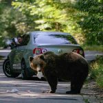 Urșii și Intervenția Umane: Provocări și Reglementări în Confruntarea cu Fauna Urbană