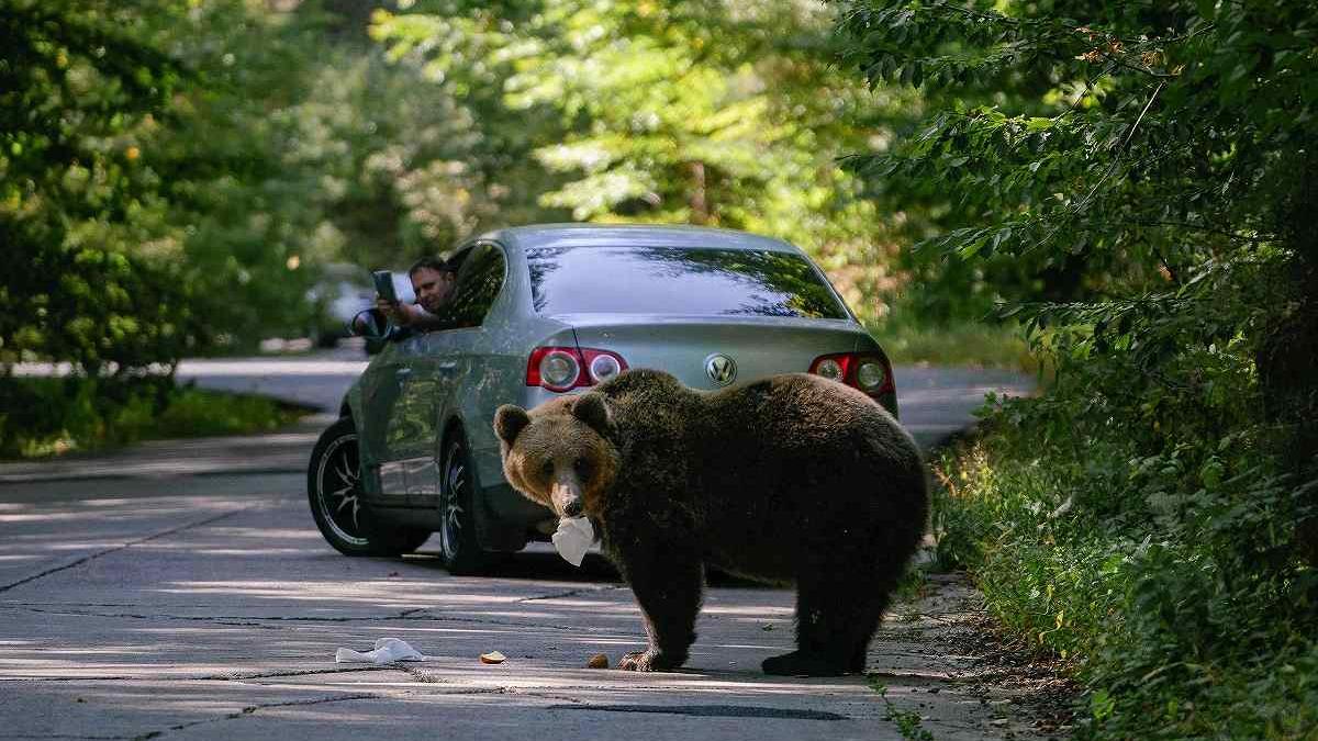 Urșii și Intervenția Umane: Provocări și Reglementări în Confruntarea cu Fauna Urbană