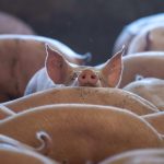 Crescătorii români de porci: O industrie în pericol și apelul urgent către Guvern pentru salvare