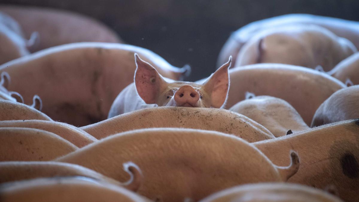 Crescătorii români de porci: O industrie în pericol și apelul urgent către Guvern pentru salvare