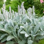 Urechea de miel: Descoperirea unui simbol al grădinilor mediteraneene și impactul său asupra biodiversității