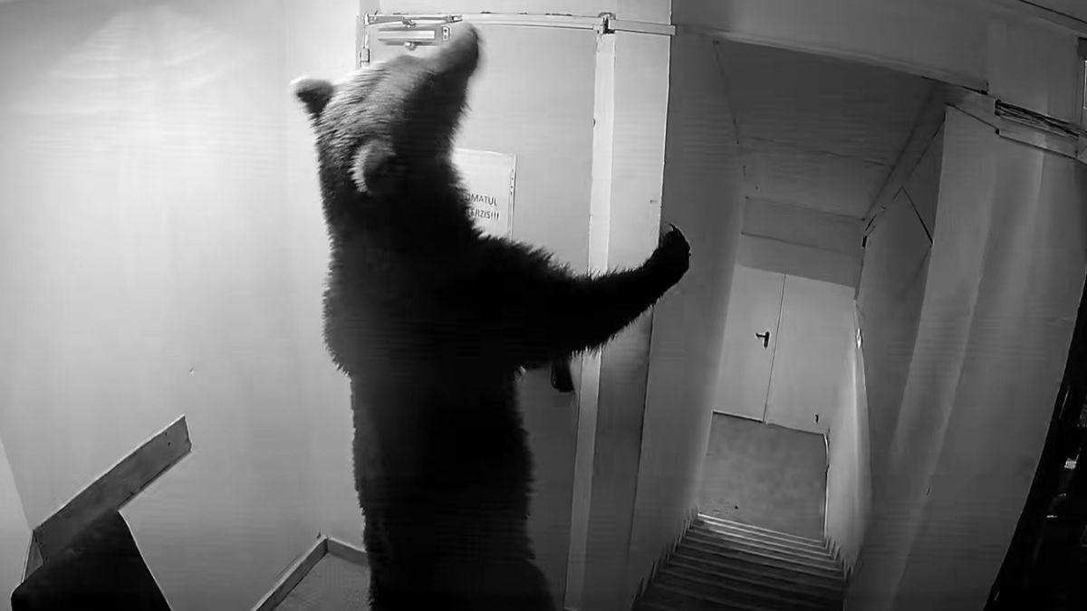 Intrarea unui urs în hotelul din Poiana Brașov: O analiză a interacțiunii om-natură și a responsabilității autorităților