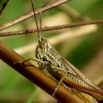 Greierii și Capacitatea lor de a Simți Durerea: O Privire Asupra Suferinței Insectelor
