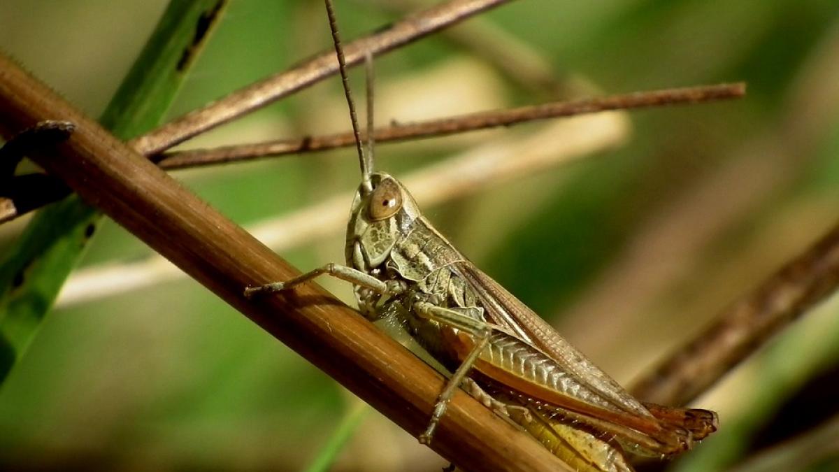 Greierii și Capacitatea lor de a Simți Durerea: O Privire Asupra Suferinței Insectelor