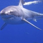 Tragedia din Ocean: Impactul unui atac de rechin asupra comunității de pescari din Australia