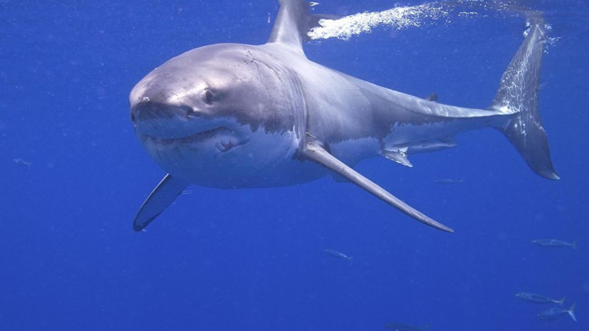 Tragedia din Ocean: Impactul unui atac de rechin asupra comunității de pescari din Australia