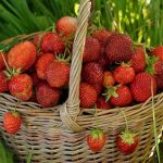 Cum să spălăm căpșunile corect: Metode eficiente și sigure recomandate de specialiști