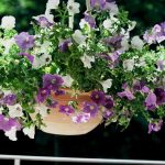 Îngrijirea florilor suspendate în timpul verii: Strategii pentru prevenirea uscării