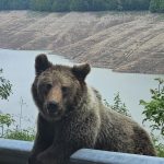 Confruntarea dintre activiștii de mediu și comunitățile afectate de atacurile urșilor: O analiză a impactului și a soluțiilor posibile