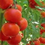 Secretele unei recolte bogate: Cum să cultivi roșii mari și gustoase în grădina ta