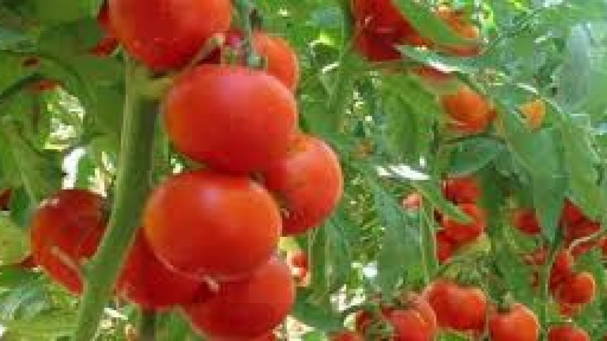 Secretele unei recolte bogate: Cum să cultivi roșii mari și gustoase în grădina ta