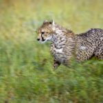 Explorarea simbolismului zodiacal: Ce felină ești, în funcție de data nașterii?
