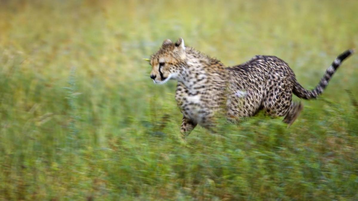 Explorarea simbolismului zodiacal: Ce felină ești, în funcție de data nașterii?