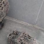 Drama salvării: Povestea emoționantă a puilor de pescăruș de pe clădirea Primăriei din Sibiu