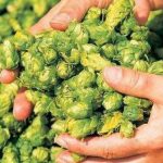 Delicatesa de 1.000 de euro pe kilogram: Buruiana care fascinează gastronomia mondială