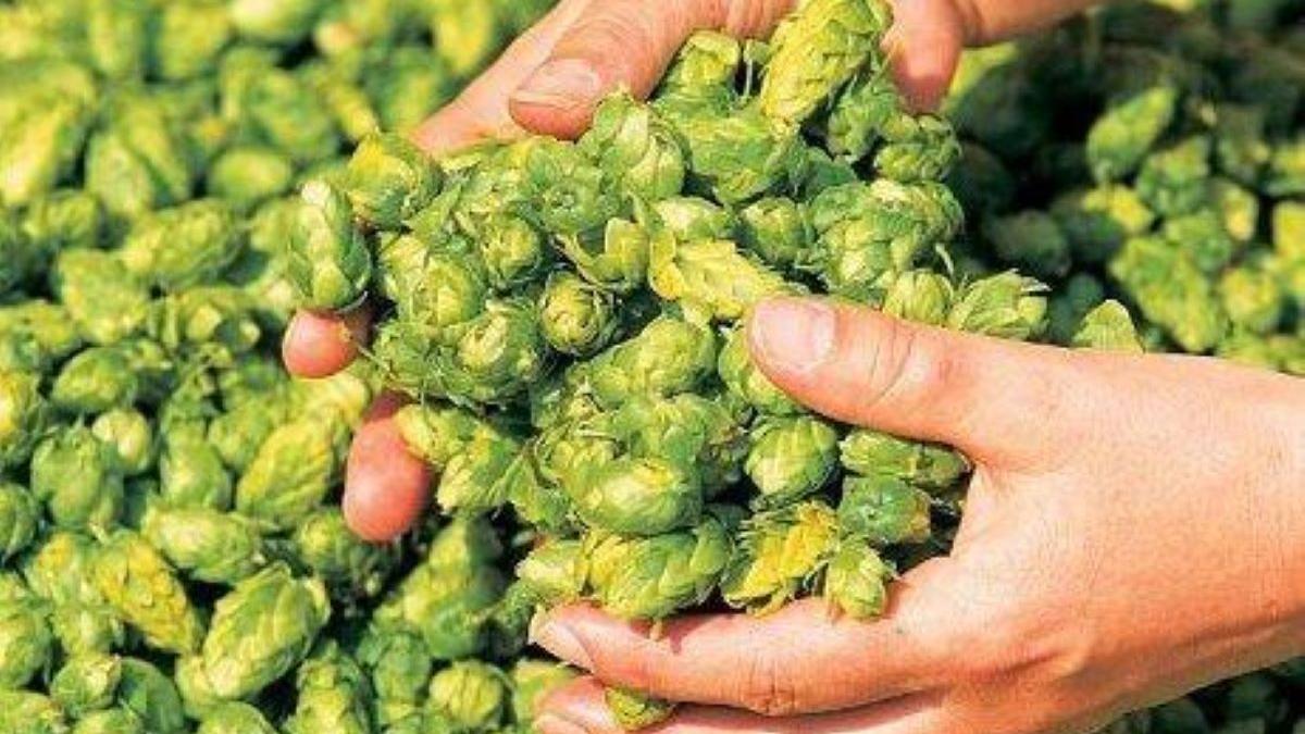 Delicatesa de 1.000 de euro pe kilogram: Buruiana care fascinează gastronomia mondială