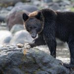 Atenție, turiști! Incidentul mușcăturii de urs la Barajul Vidraru: o analiză detaliată asupra interacțiunilor om-urs și implicațiile pentru turismul montan din România