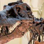 Enigmele dinozaurilor: O nouă ipoteză despre brațele mici ale T. Rex-ului și implicațiile sale în înțelegerea evoluției