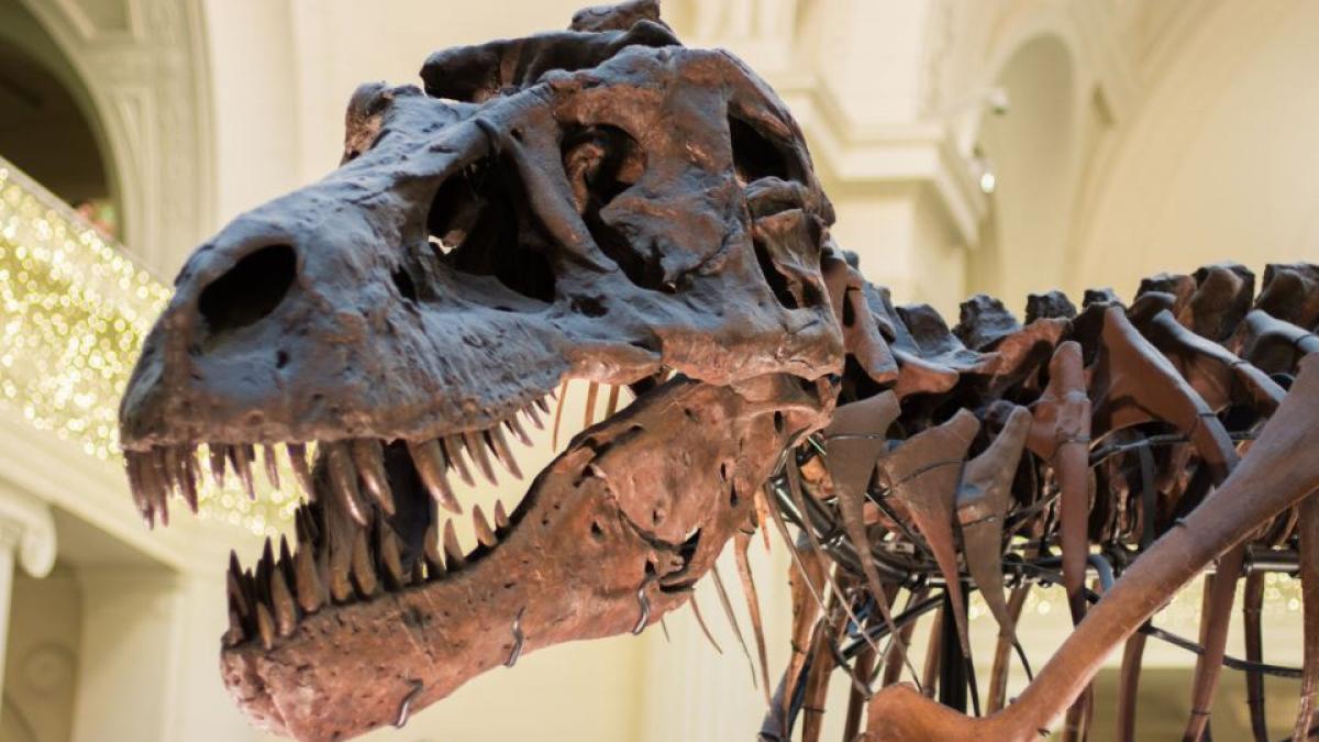 Enigmele dinozaurilor: O nouă ipoteză despre brațele mici ale T. Rex-ului și implicațiile sale în înțelegerea evoluției