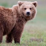 Alertă de urs la Sinaia și Vulcan: O privire detaliată asupra interacțiunii om-natură în România