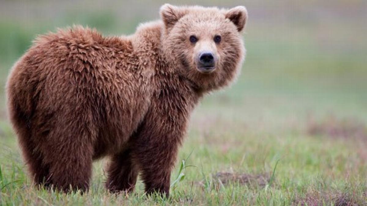 Alertă de urs la Sinaia și Vulcan: O privire detaliată asupra interacțiunii om-natură în România