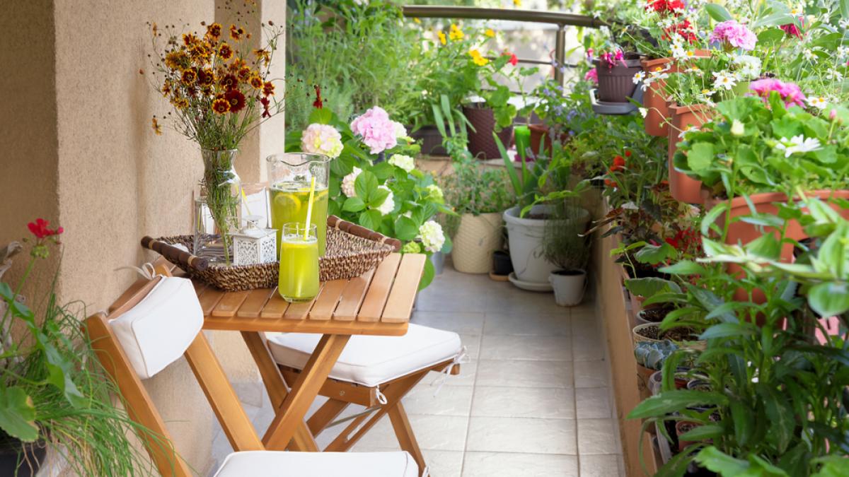 Plante pentru Caniculă: Ghidul Complet pentru un Balcon Floral Rezistent la Căldură