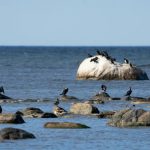 Măsuri Dure Contra Cormoranilor: O Provocare Ecologică și Agricolă pentru Uniunea Europeană