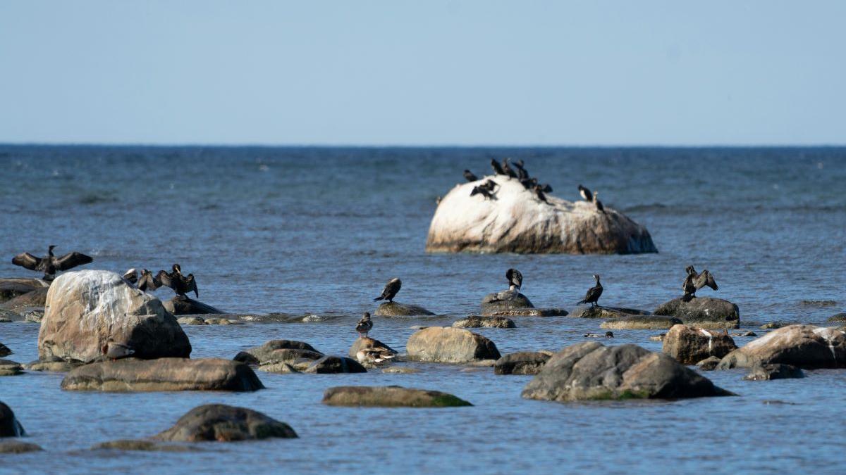 Măsuri Dure Contra Cormoranilor: O Provocare Ecologică și Agricolă pentru Uniunea Europeană