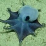Descoperirea unei noi specii de caracatiță: Culoarea rară și implicațiile pentru biodiversitate