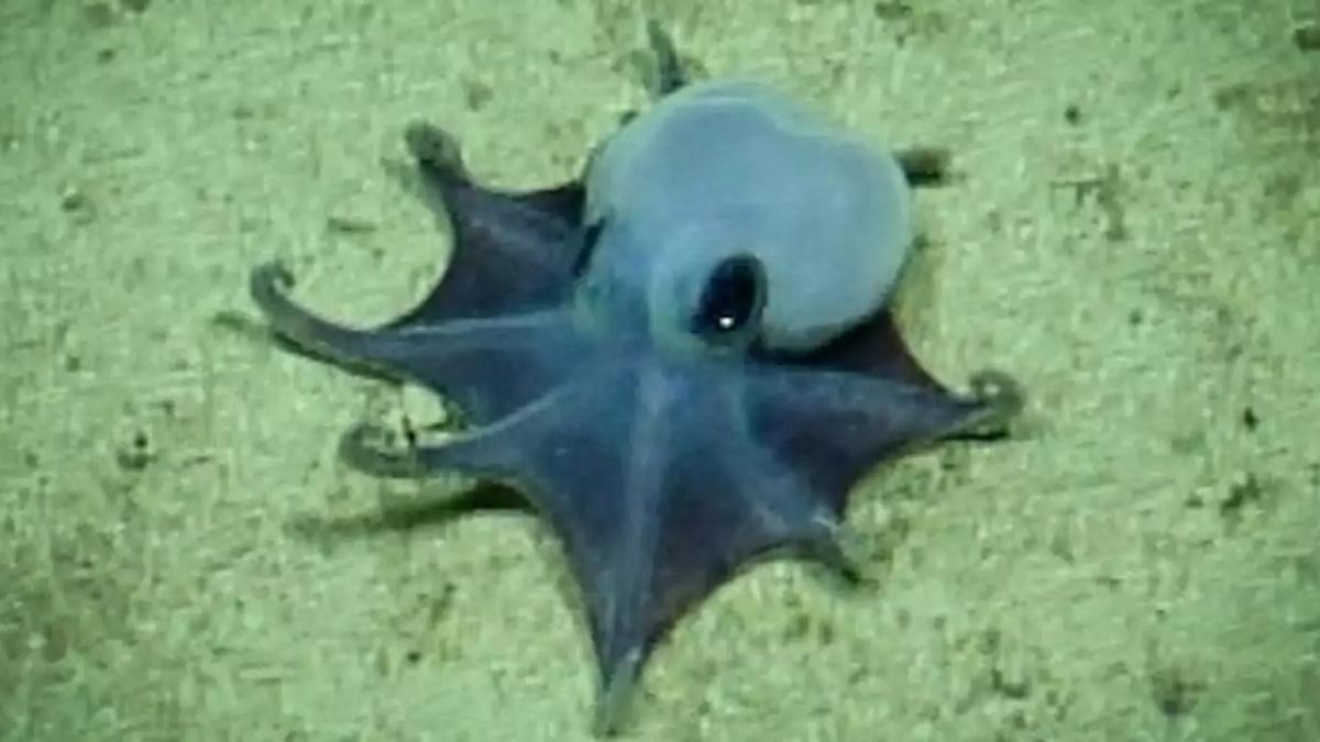 Descoperirea unei noi specii de caracatiță: Culoarea rară și implicațiile pentru biodiversitate