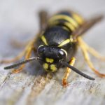 Mirosul Natural: O Soluție Eficientă pentru Combaterea Viespilor pe Terasele Românești