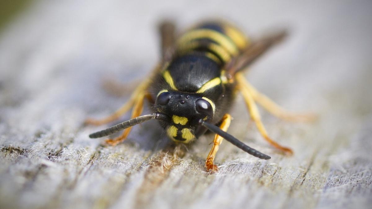 Mirosul Natural: O Soluție Eficientă pentru Combaterea Viespilor pe Terasele Românești