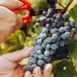 Puterea Rubarbei: Beneficiile Remarcabile ale Unui Fruct pentru Sănătatea Inimii, Creierului și Intestinului