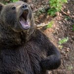 Tragedia ursului din Poiana Brașov: O privire aprofundată asupra ecologiei și gestionării faunei sălbatice