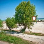 Reîntoarcerea Copacilor pe Litoralul Românesc: O Soluție Naturală pentru Viitorul Plajelor