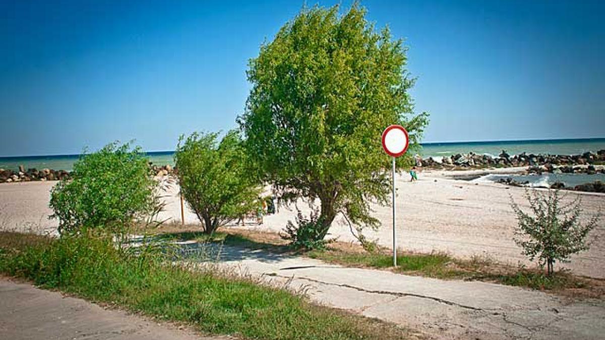Reîntoarcerea Copacilor pe Litoralul Românesc: O Soluție Naturală pentru Viitorul Plajelor