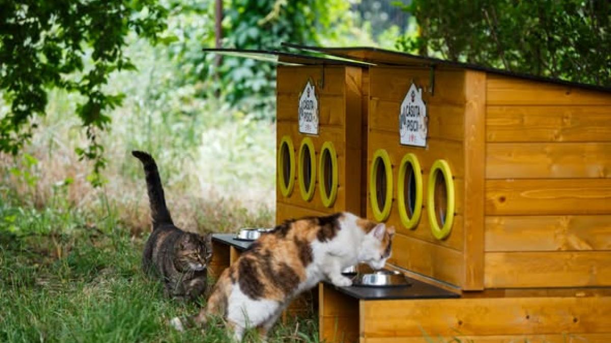 Inovație și grijă pentru animale: Cluj-Napoca își protejează pisicile străzii cu adăposturi speciale
