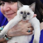Facturi Veterinare Uriașe: O Problemă în Creștere pentru Românii care Își Îngrijesc Pisicile și Câinii