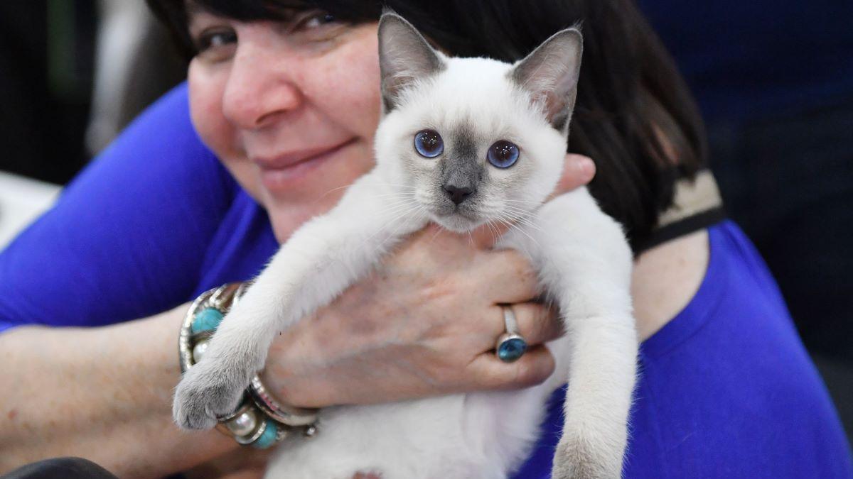 Facturi Veterinare Uriașe: O Problemă în Creștere pentru Românii care Își Îngrijesc Pisicile și Câinii
