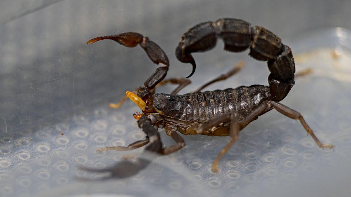 Descoperirea unui monstru preistoric: Cel mai mare scorpion din istorie, o revelație științifică fascinantă