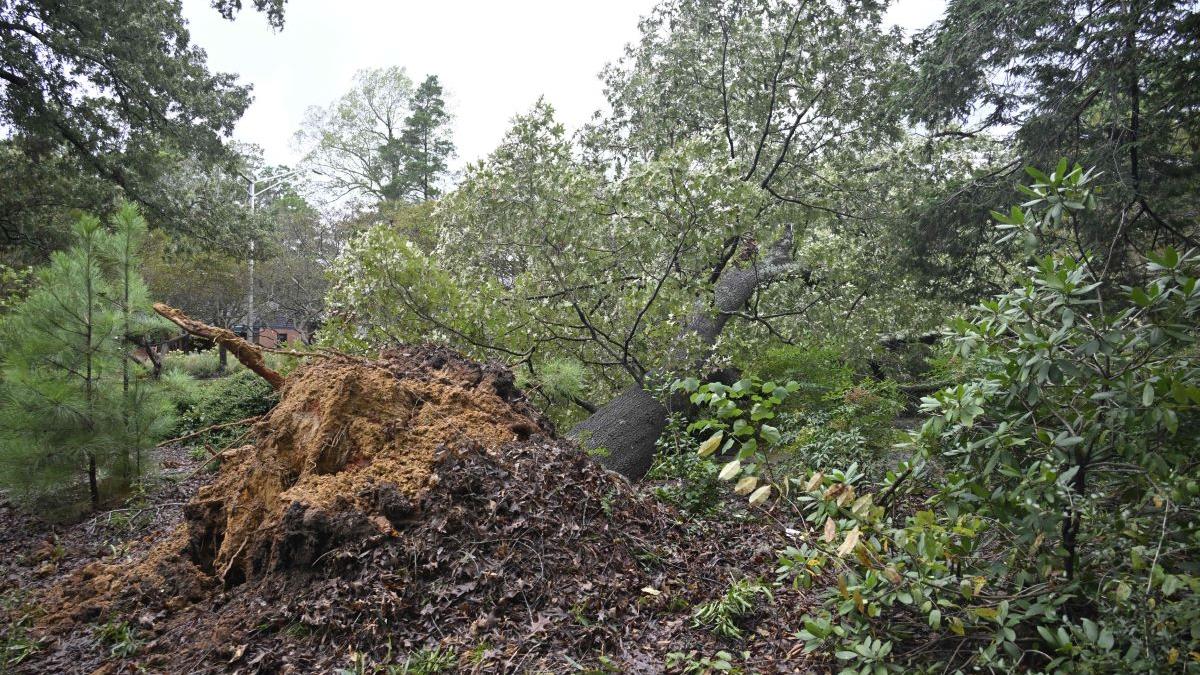 Avertizări meteorologice: Vânturile puternice și impactul lor asupra comunităților din România