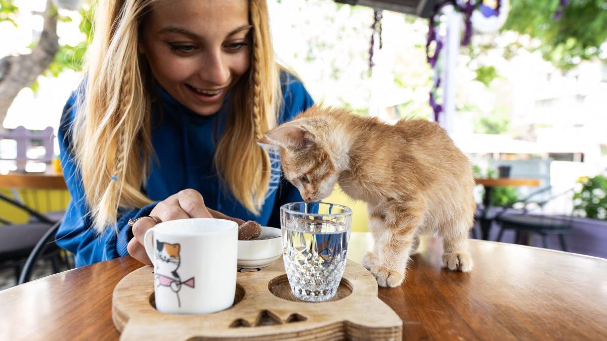 Atenție la Pisici: Riscurile Sănătății Asociate cu Companiile Feline