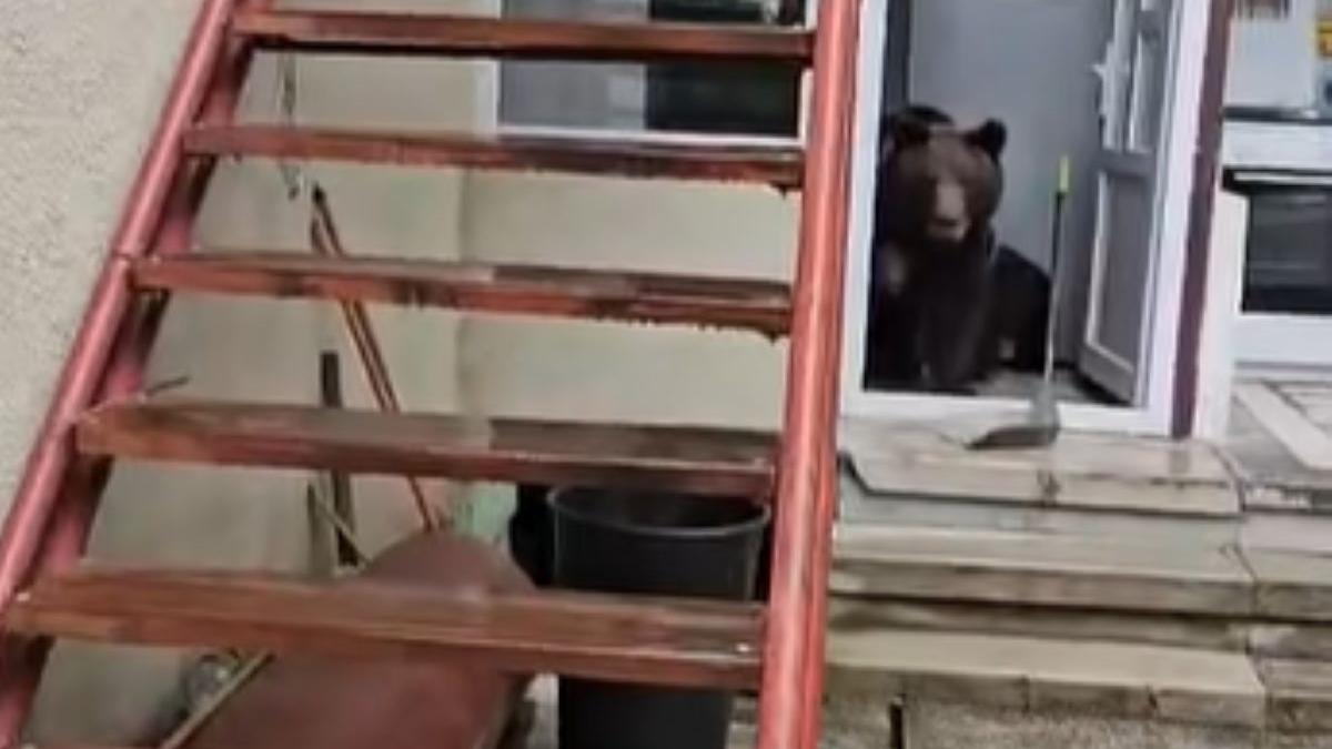 Tragedia ursului: Ursoaică împușcată la Bușteni, un incident care ridică întrebări despre coexistența om-animal