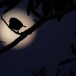 Transformări Astrale: Impactul Lunii Noi din 14 Iunie asupra Zodiilor și Oportunitățile Irepetabile