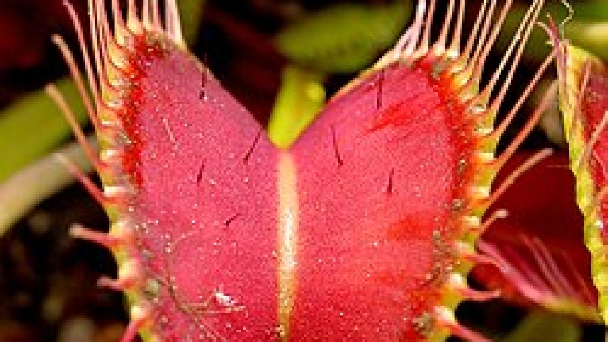 Descifrarea misterului „Capcanei lui Venus”: O privire detaliată asupra mecanismului fascinant al plantei carnivore