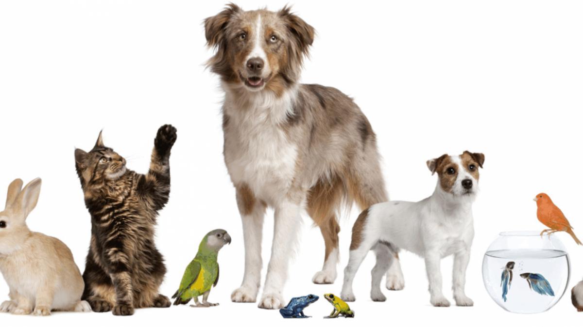 Avertismentul veterinarilor: Impactul sfaturilor de pe TikTok asupra sănătății animalelor de companie